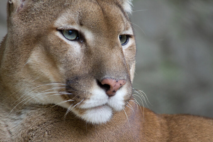 Puma-Gesicht