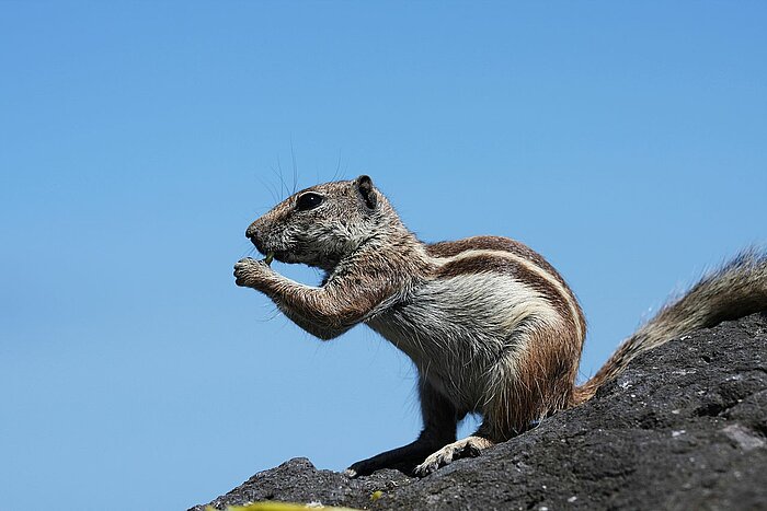 Atlashörnchen in Marokko