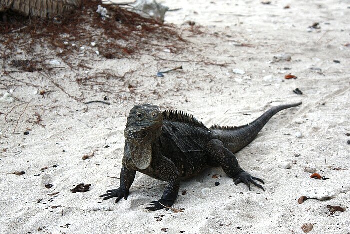 Leguan auf Kuba