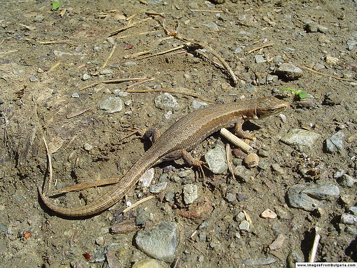 Kaukasische Wieseneidechse