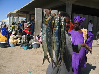 Fischmarkt in Nouakchott