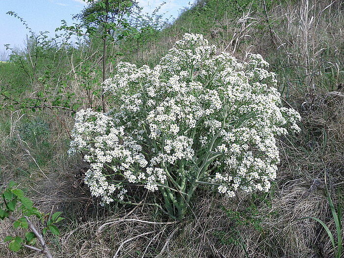 Tatarischer Meerkohl