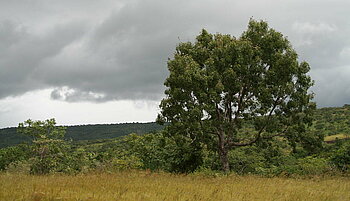 Afrikanisches Mahagoni in Burkina Faso