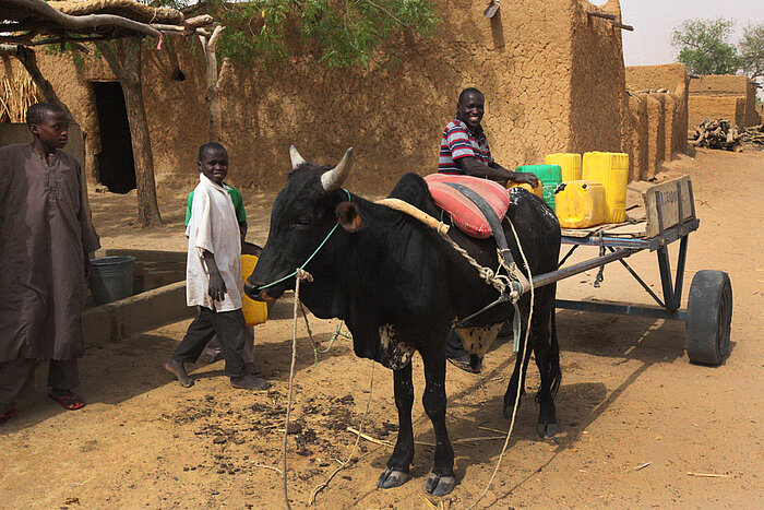 Ochsenkarren in Niger