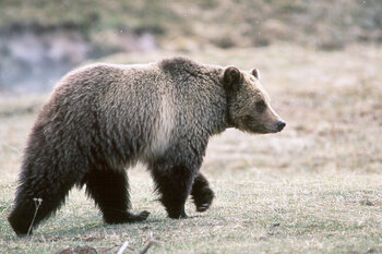 Grizzly-Bär im Glacier Nationalpark, Montana