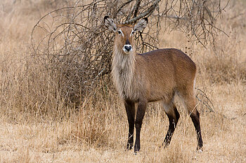 Ellipsenwasserbock