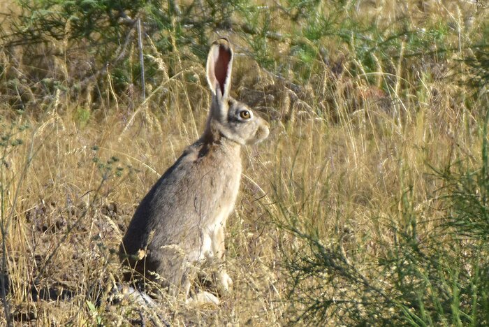 Tolai-Hase
