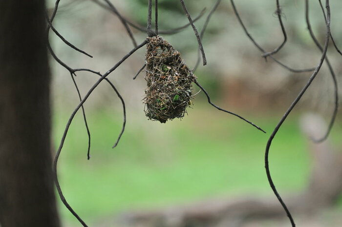 Nest eines Webervogels
