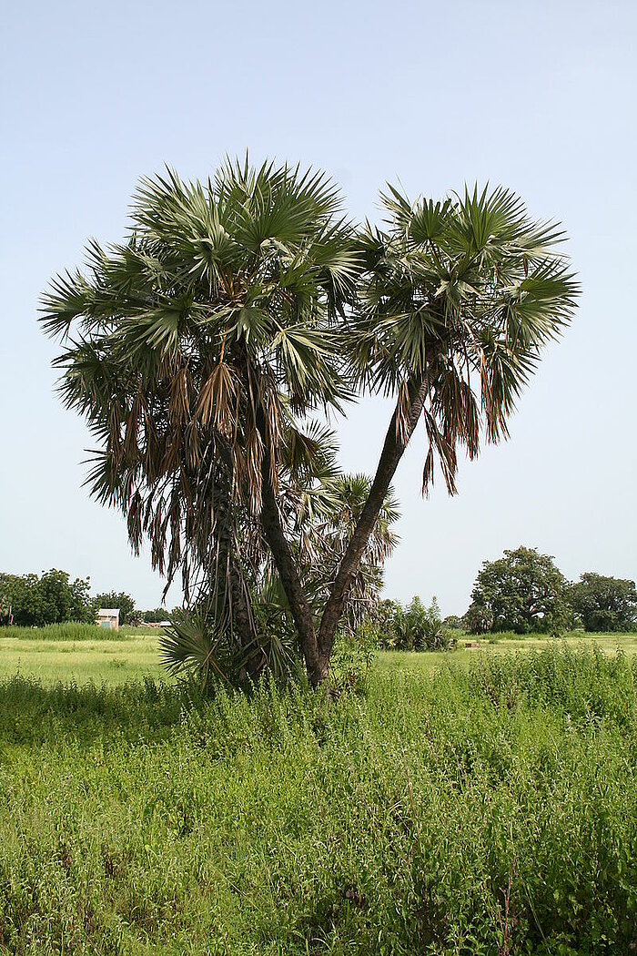 Doumpalme in Benin