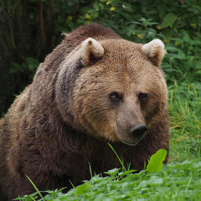 Europäischer Braunbär