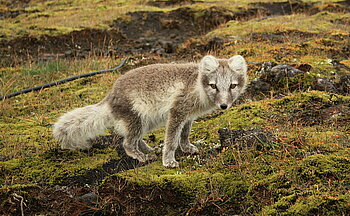 Polarfuchs in Island