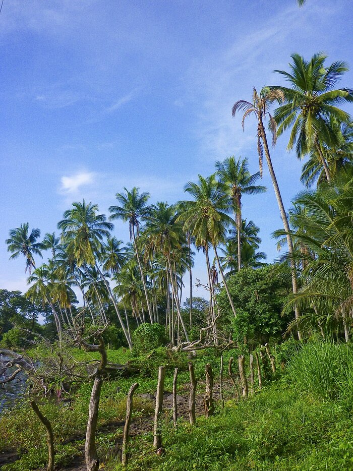Palmen in Nicaragua
