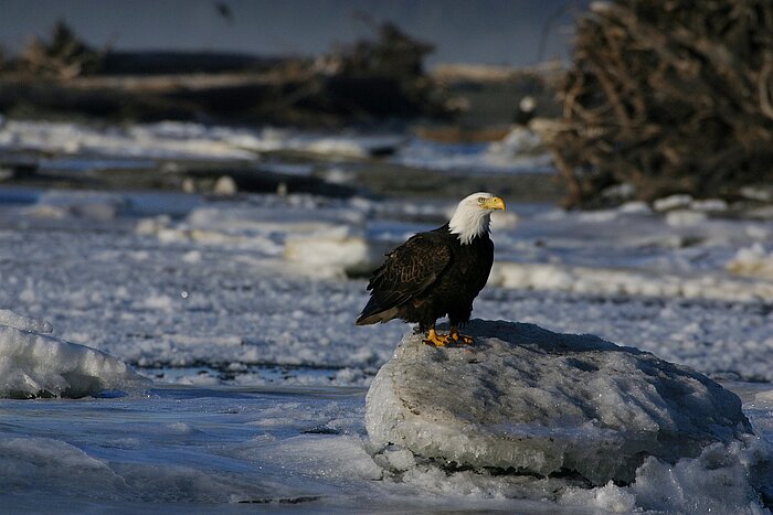 Weißkopfseeadler