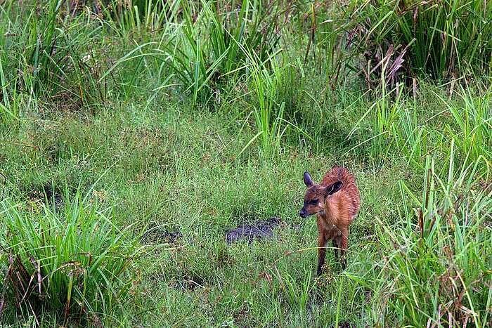 Sitatunga-Baby in Gabun