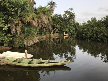 Mangroven in Gambia Gambia Mangroven