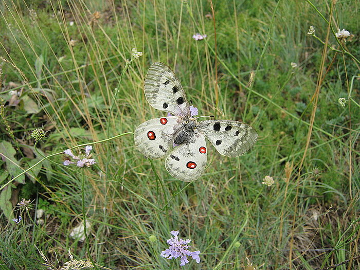 Apollo-Schmetterling in den Abruzzen