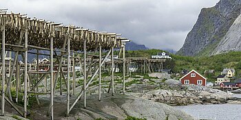 Stockfisch beim Trocknen auf den Lofoten in Norwegen