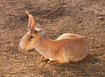 Saiga-Antilope