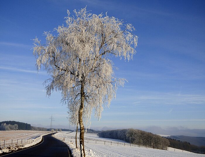 Baum im Winter