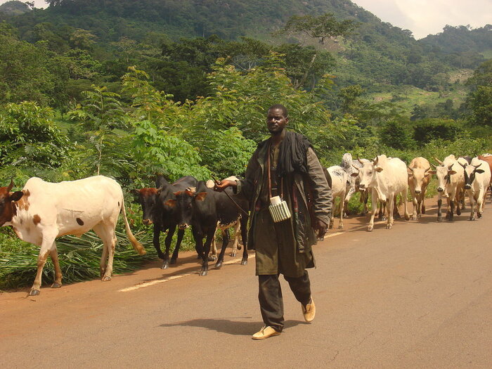 Viehhirte in der Elfenbeinküste