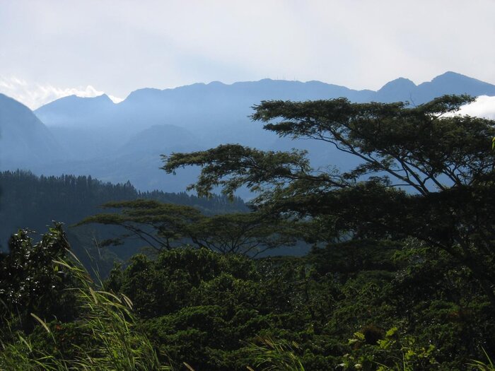Regenwald in Panama