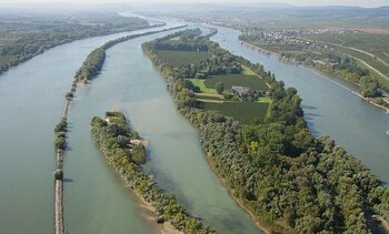 Rhein mit Insel Mariannenaue