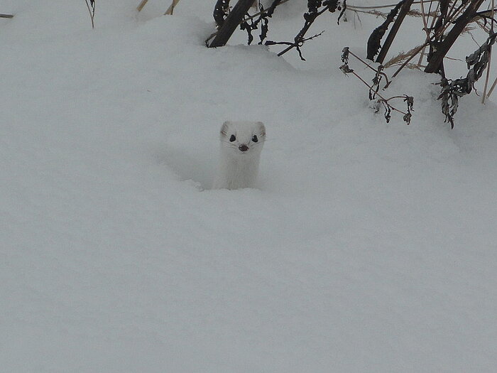 Mauswiesel im Winterfell