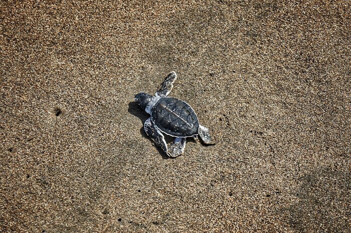 Kleine Schildkröte im Nationalpark Tortuguero Nationalpark Tortuguero