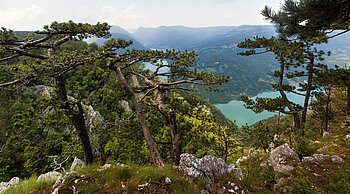 Der Tara-Nationalpark in Serbien.
