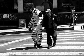 Was machen Zebras im Straßenverkehr in Bolivien?