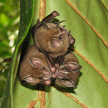 Fledermaus in Costa Rica