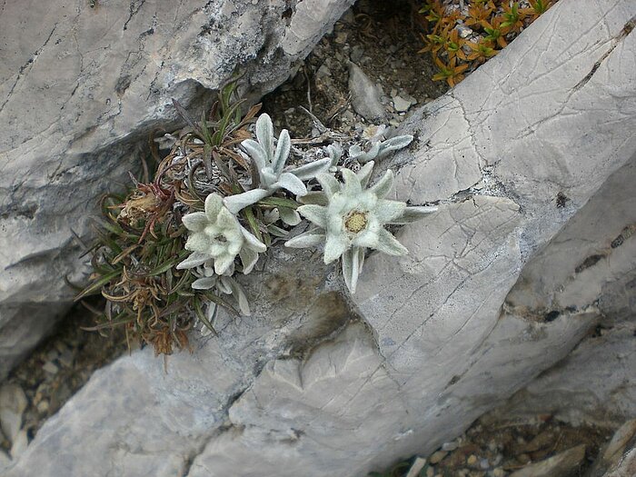 Edelweiß im Nationalpark Gran Sasso