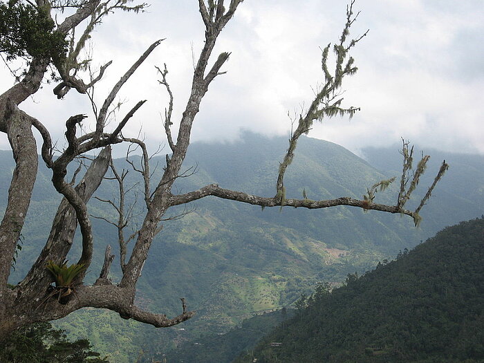 Blue Mountains, Jamaika