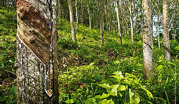 Kautschukplantage in Liberia Kautschukplantage