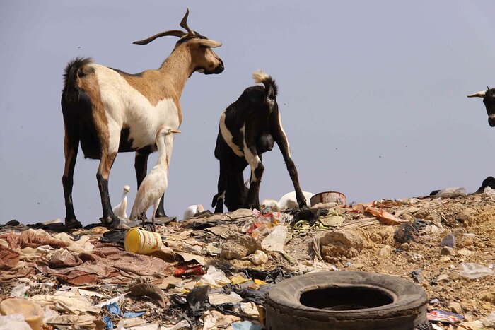 Ziegen im Müll in Dakar