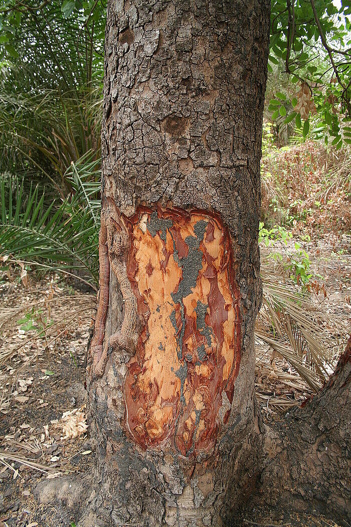 Mahagoni Khaya senegalensis mit fehlender Rinde