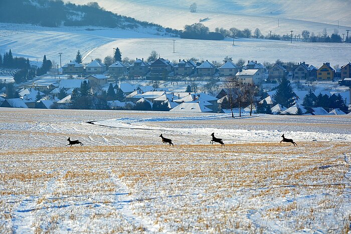 Rehe auf einem verschneiten Feld in der Slowakei