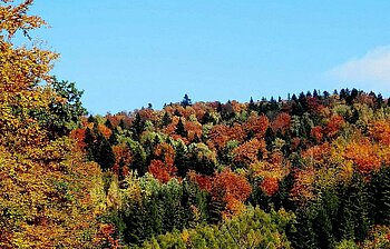 Herbstwald in der Slowakei