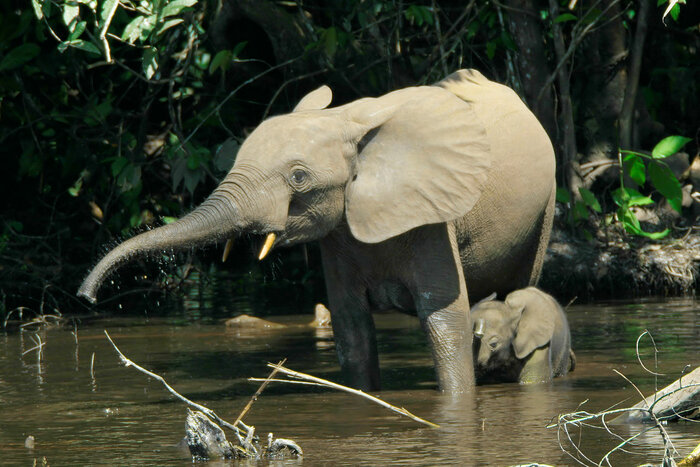 Waldelefant mit Kind