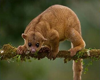 Wickelbär in El Salvador