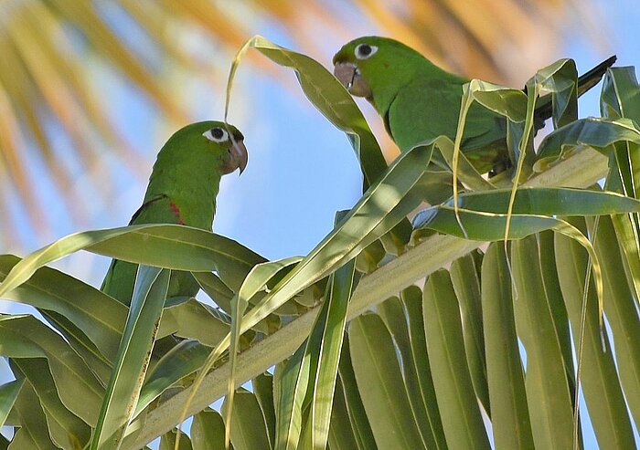 Haiti-Sittiche