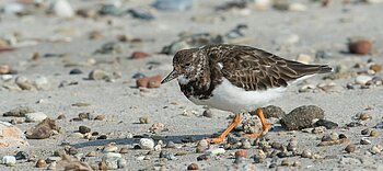 Steinwälzer auf Helgoland