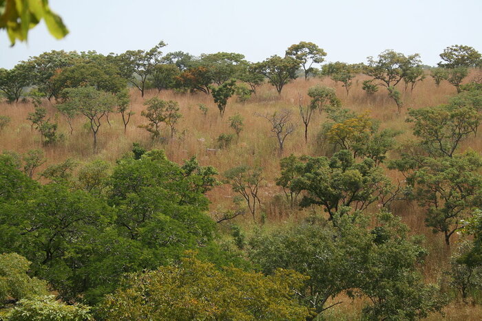 Baumsavanne in der Atakora-Gebirgskette in Burkina Faso