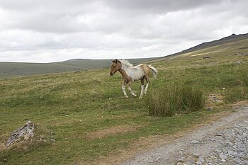 Pony im Dartmoor