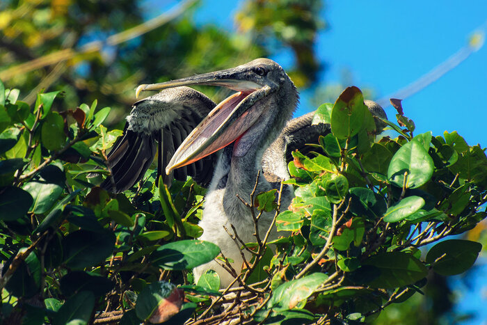 Pelikan in der Dominikanischen Republik