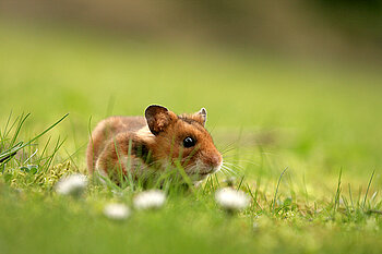 Goldhamster