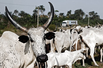 Kühe in Nigeria