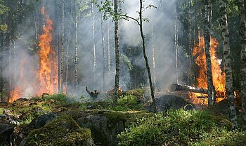 Waldbrand in Deutschland