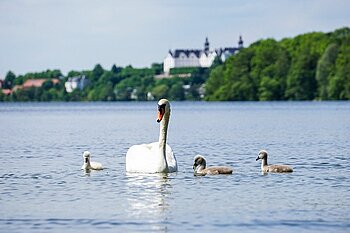 Großer Plöner See