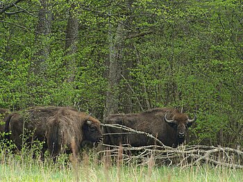 Wisente im Bialowieza-Nationalpark in Belarus